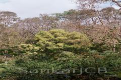Olea dioica